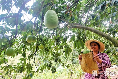 秦宗东：电商助力传播丰都“味道”