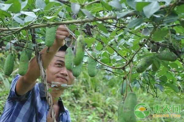 农村小伙种植八月瓜，轻松亩收上万元