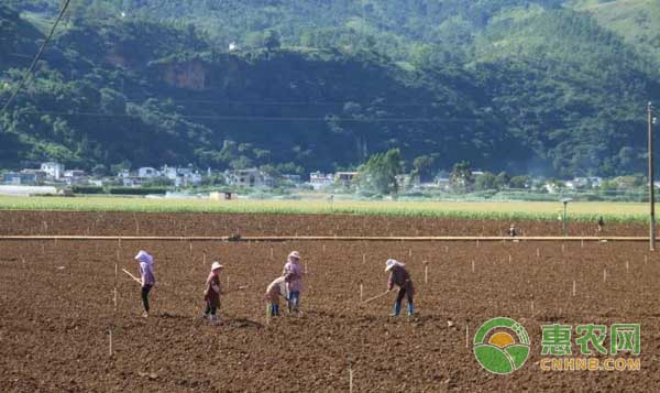 两年内他投入2000万流转1200亩土地投身农业，一入农业深似海