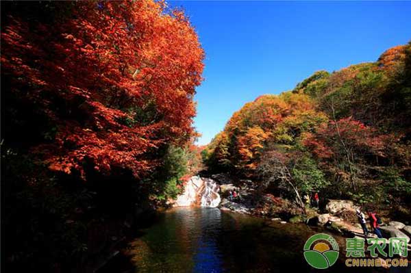 光雾山：国家级景区助村民发家致富