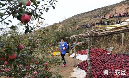 清水苹果“触网”走出大山