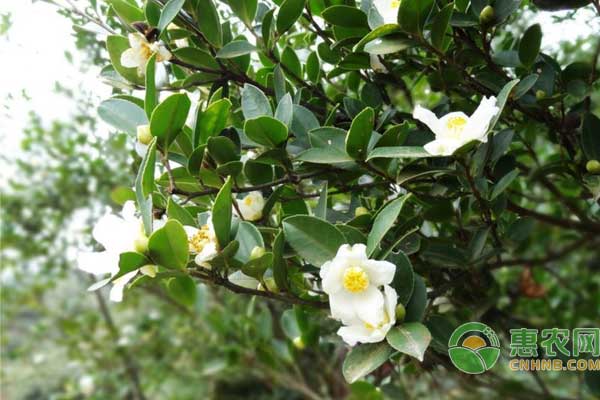 花甲老人刘玉国在香炉山种植油茶脱贫致富