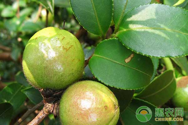 花甲老人刘玉国在香炉山种植油茶脱贫致富