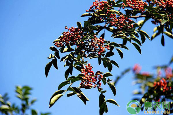 花椒成功案例